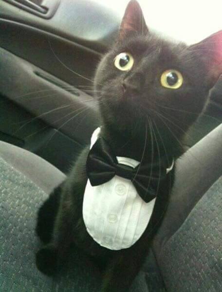 Котики идут на свидание