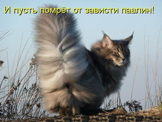 ТОП лучших котоматриц