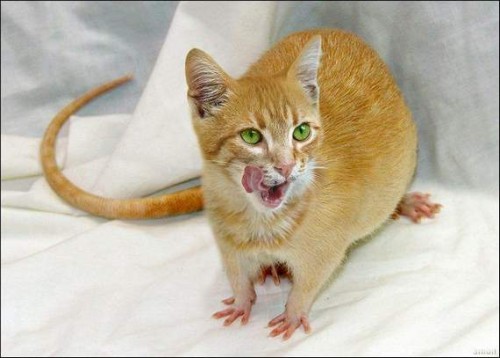 Последствия Чернобыля