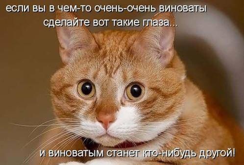 Классные котоматрицы