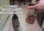 11 вещей, которые знакомы хозяевам кошек)
