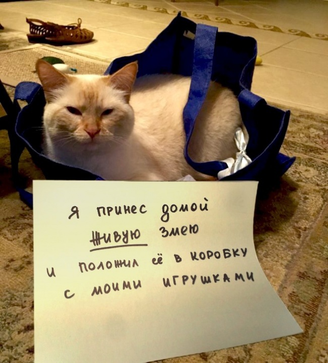 Чистосердечное призанание от котов-пакостников