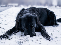 Собачка и первый снег