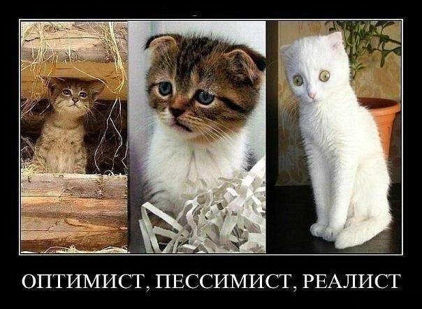 Демотиватор с котиками