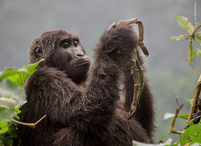 Wildlife Photographer of the Year 2018