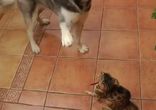 Хаски знакомится с кошечкой