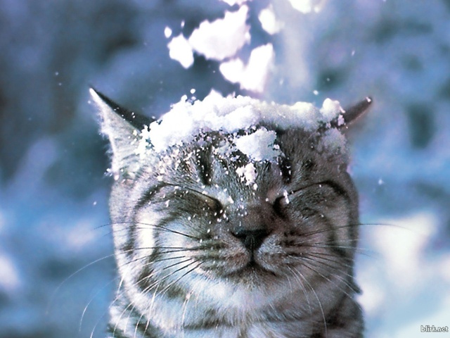 Котик и снежок