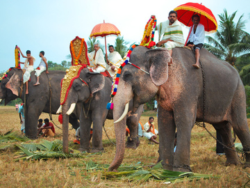 В Индии хотят запретить катание на слонах