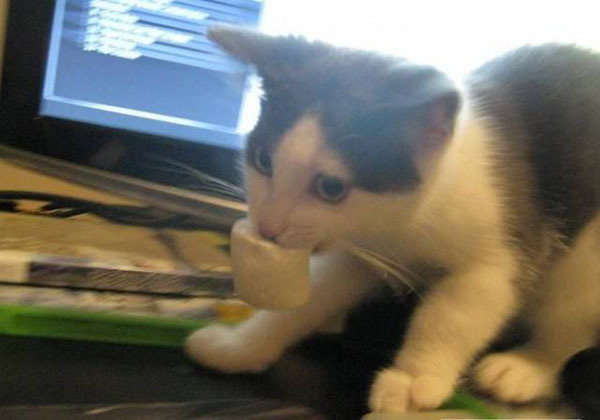 Самые очаровательные воришки