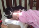 Зачем душ, если есть кот!