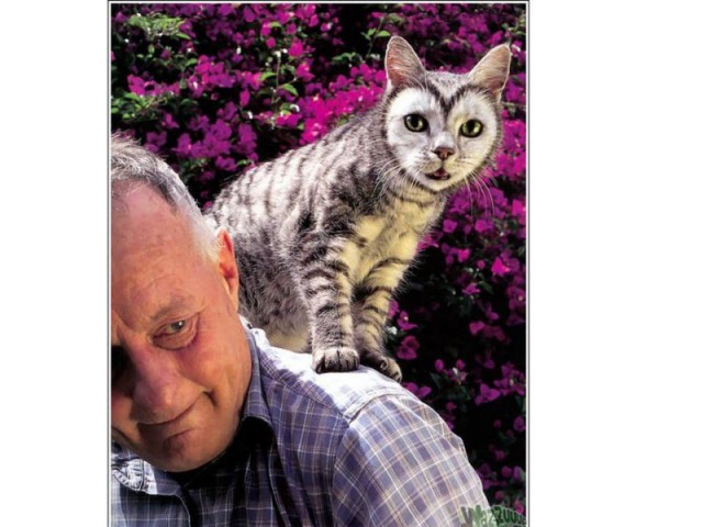 Раскрашенные коты