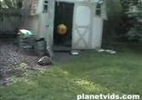 Черепаха