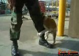 песик хоче любові