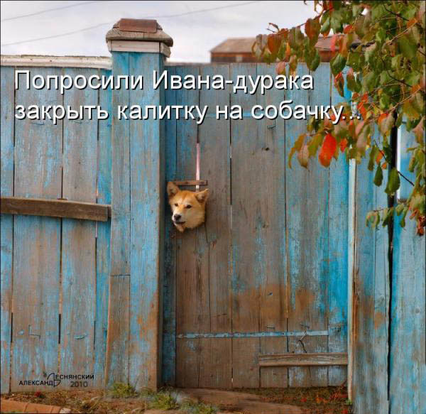 ТОП лучших котоматриц