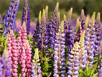 Весенние волчанки