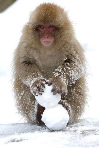 Жизнь приматов