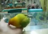 Попугай, который видел секс