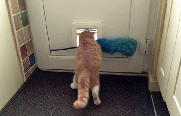 Самые очаровательные воришки