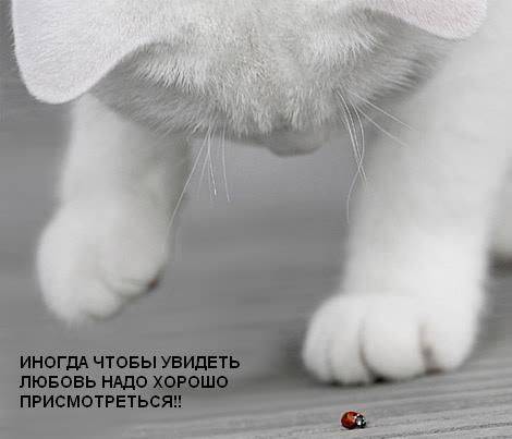 Классные котоматрицы