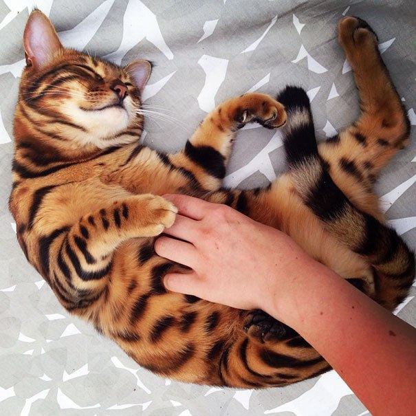 Невероятный Тор — бенгальский кот с самой красивой шерстью