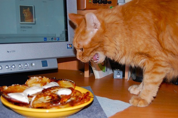 Котики и блинчики