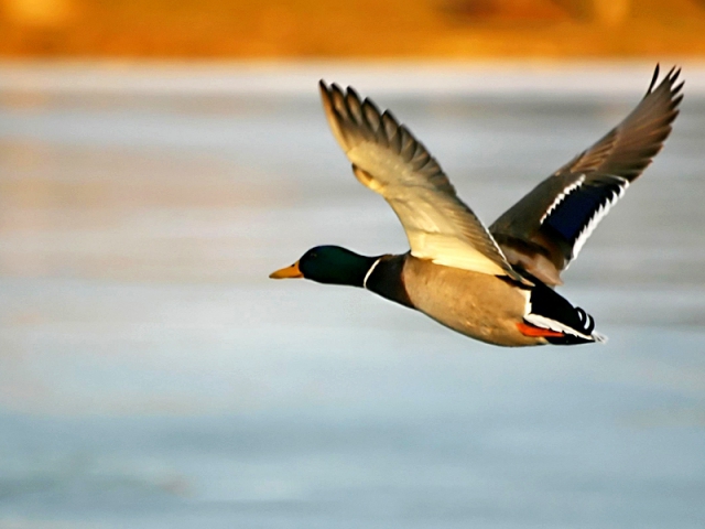 Путешествуем вслед за птицами: миграция диких качек 