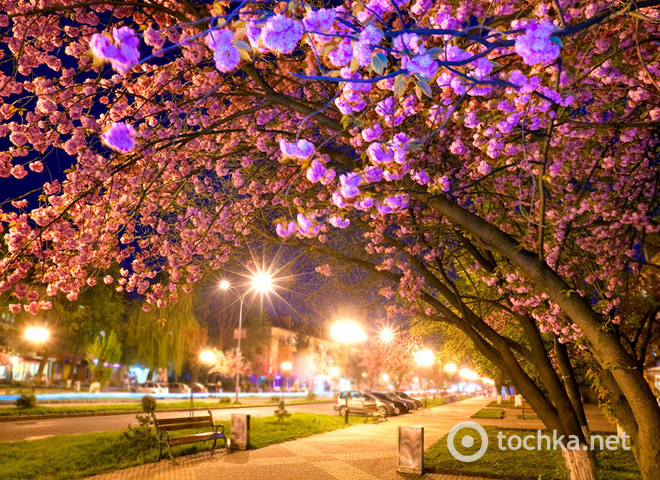 Цвітіння сакури в Ужгороді: японські традиції в Україні