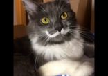 Котейка