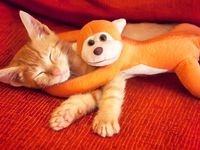 Котэ с игрушкой обезьяны