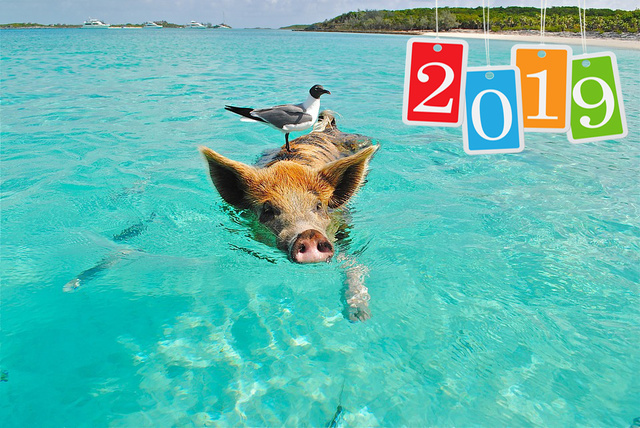 Крутая открытка на Новый год 2019 свиньи
