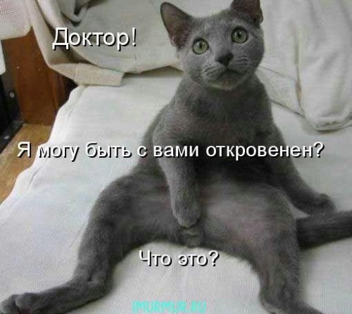 Прикол про кота