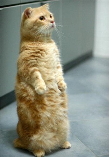 Нереальные котэ