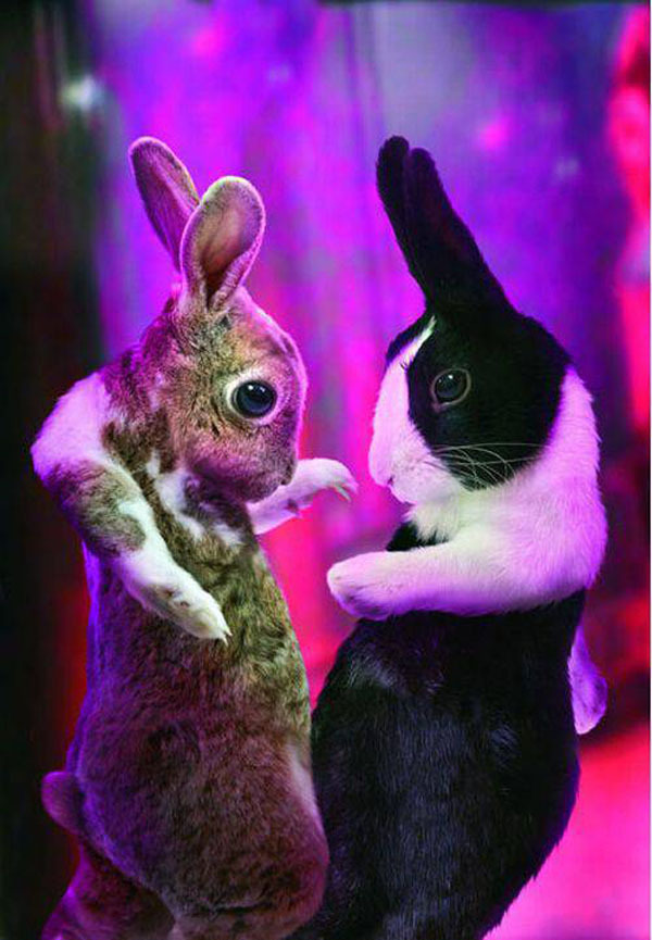 Танцующие кролики