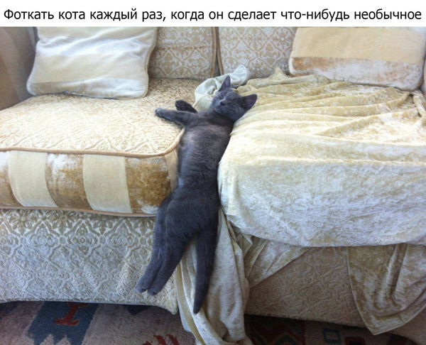 Если у вас есть кот, то...