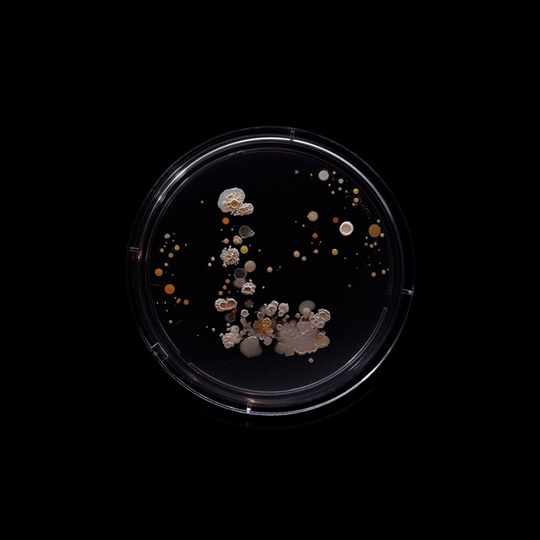 Картини з бактерій
