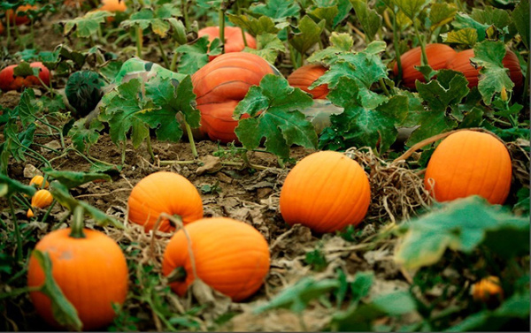 Маскировка 80 уровень