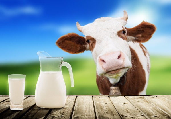 Молоко. Корова