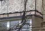 Кошка несет домой котенка