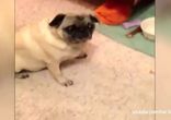 Коты захватывают собачьи подстилки