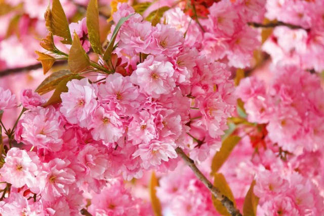 Цветение сакуры. Самое долгожданное событие в марте в Японии