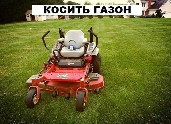 Что может делать морская свинка. Прикол