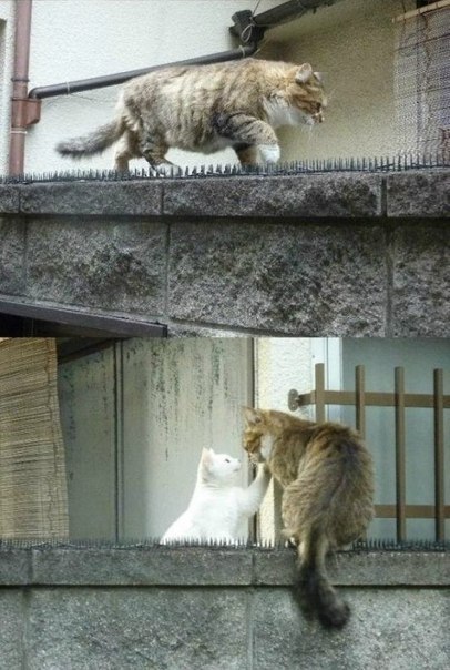Настоящая котячая любовь