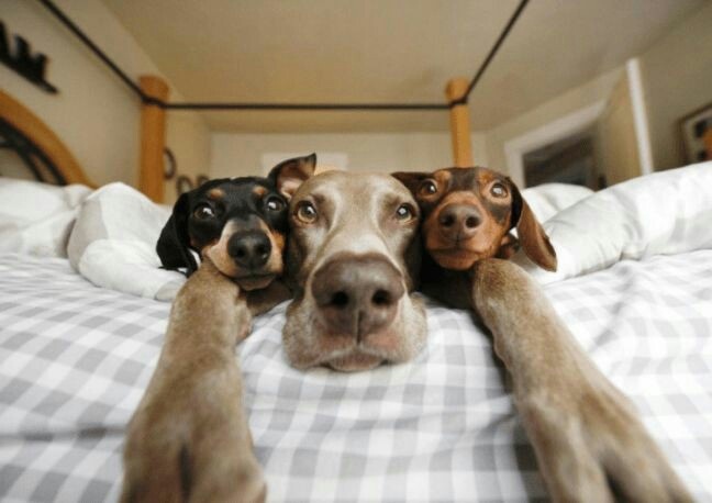 Мимимишный пост