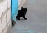 Суперкот пришёл на помощь)