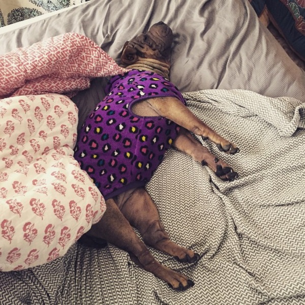 Модные собачки