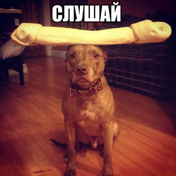 Мой хозяин - идиот!