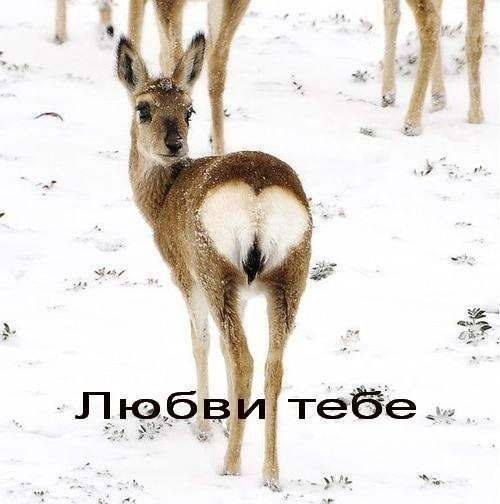 Любовь в неожиданных проявлениях