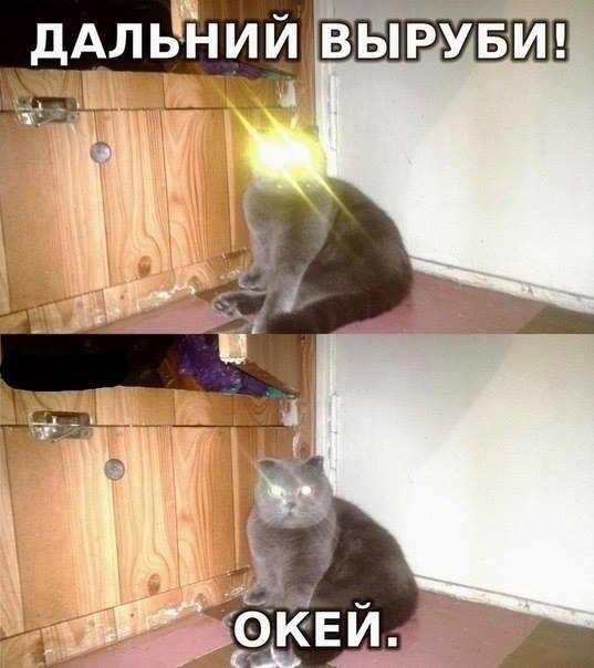 Коты с включеными фарами
