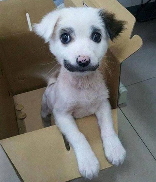 Позитивные усатые животные