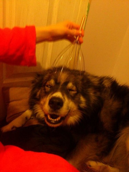 Смешная фотка - собачка кайфует
